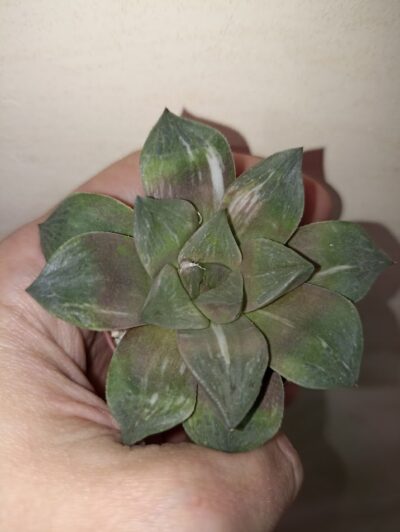 Haworthia Variegated 'Mutica'