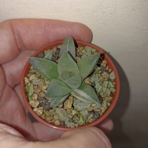 Haworthia Mutica Hybrid Variegated