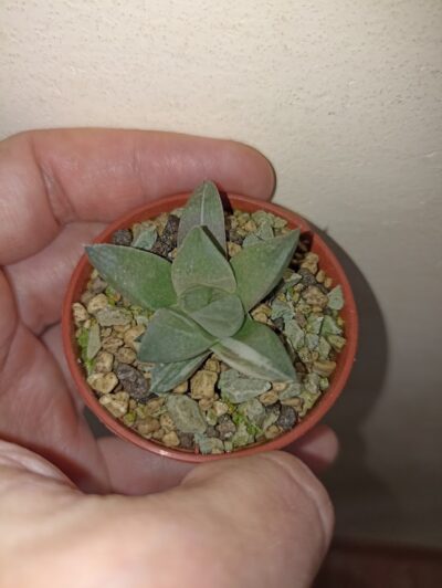 Haworthia Mutica Hybrid Variegated