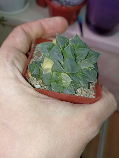 Haworthia Paradise Flower Variegata - Зображення 2