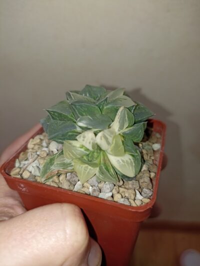 Haworthia Paradise Flower Variegata - Зображення 2