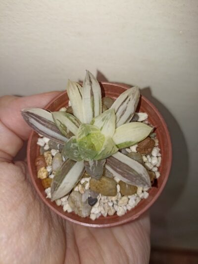 Haworthia Obtusa Marin Variegated - Зображення 2