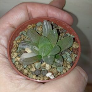 Haworthia Obtusa Marin Variegated