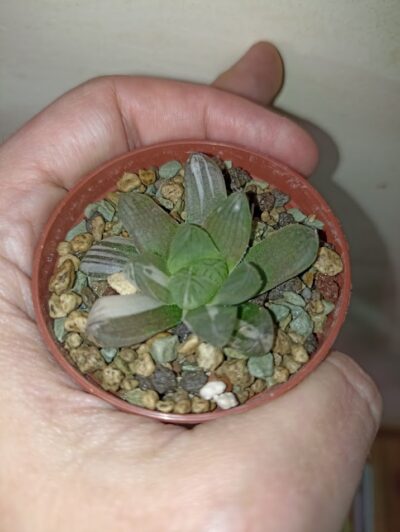 Haworthia Obtusa Marin Variegated