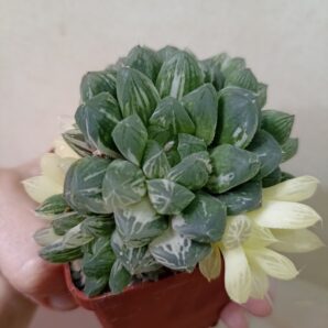 Haworthia Obtusa Marin Variegated