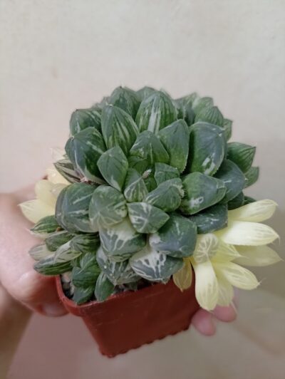 Haworthia Obtusa Marin Variegated