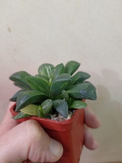 Haworthia heidelbergensis variegated - Зображення 2