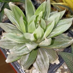 Haworthia Cooperi Seturifera Variegated