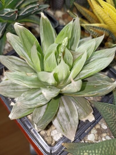 Haworthia Cooperi Seturifera Variegated