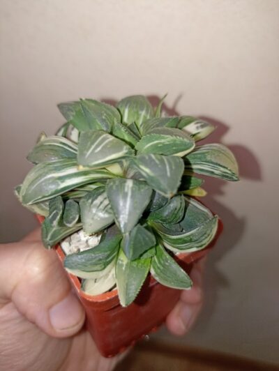 Haworthia heidelbergensis variegated - Зображення 2