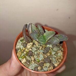 Haworthia heidelbergensis variegated