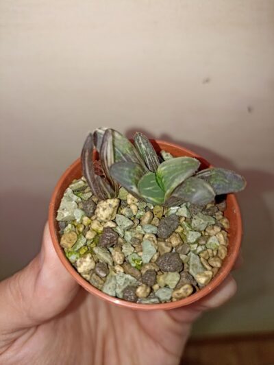 Haworthia heidelbergensis variegated