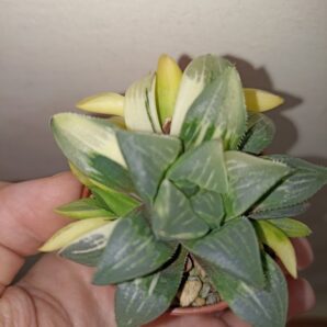 Haworthia heidelbergensis variegated