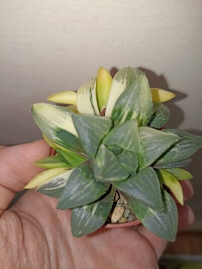 Haworthia heidelbergensis variegated