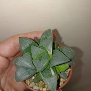 Haworthia heidelbergensis variegated