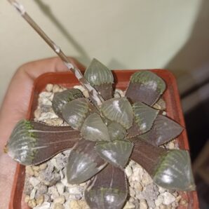 Haworthia obtusa Variegata