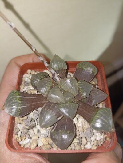 Haworthia obtusa Variegata
