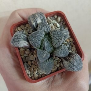 Haworthia Mordor Variegated