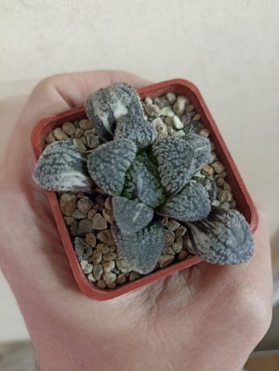 Haworthia Mordor Variegated