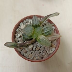 Haworthia Atrofusca Mutant Watermelon Variegated