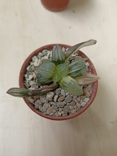 Haworthia Atrofusca Mutant Watermelon Variegated