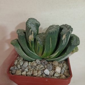Haworthia Truncata Variegata
