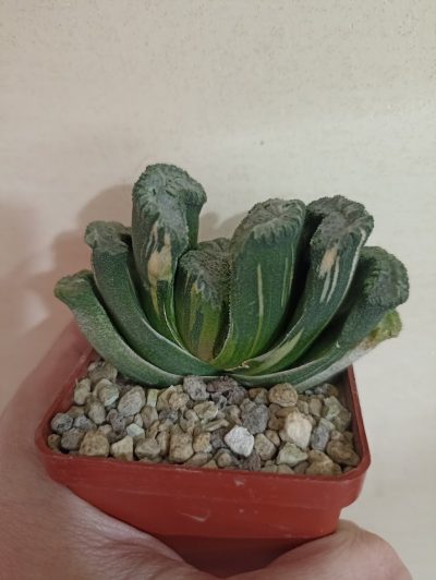 Haworthia Truncata Variegata