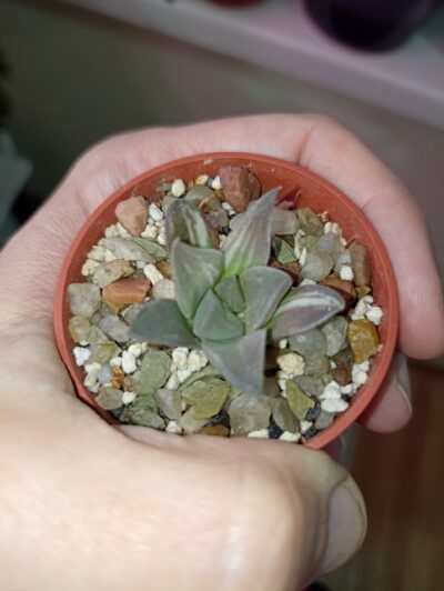 Haworthia Variegated 'Mutica' - Зображення 3