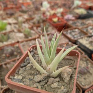 Agave striata f. minima