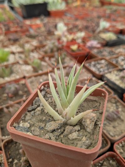 Agave striata f. minima