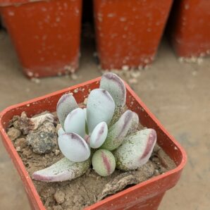 Cotyledon orbiculata Oophylla