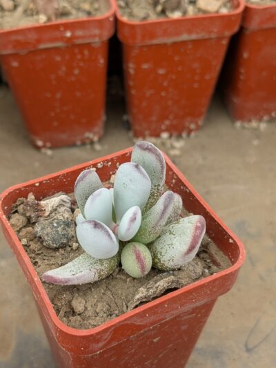 Cotyledon orbiculata Oophylla