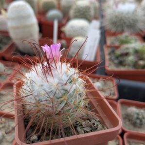 Mammillaria bombycina