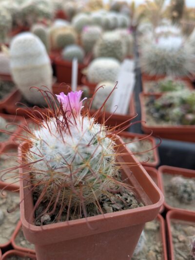 Mammillaria bombycina