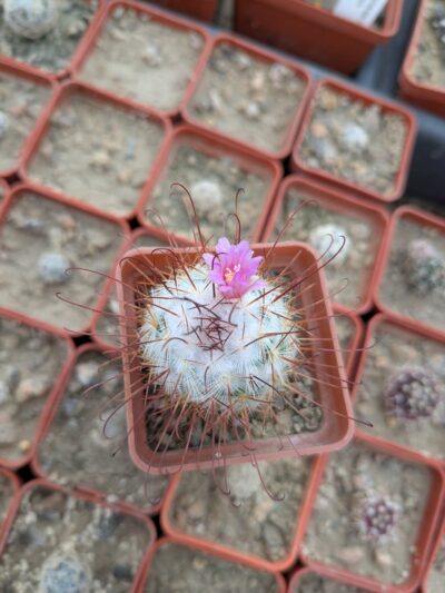 Mammillaria bombycina - Зображення 2