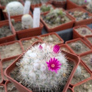 Mammillaria formosa subsp chionocephala