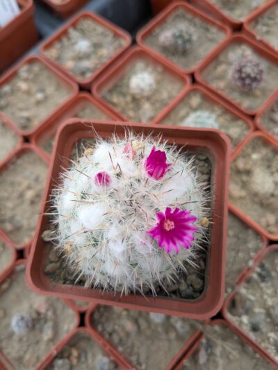 Mammillaria formosa subsp chionocephala - Зображення 2