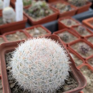 Mammillaria candida