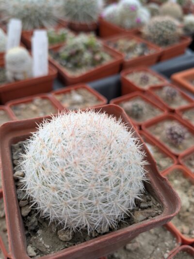 Mammillaria candida
