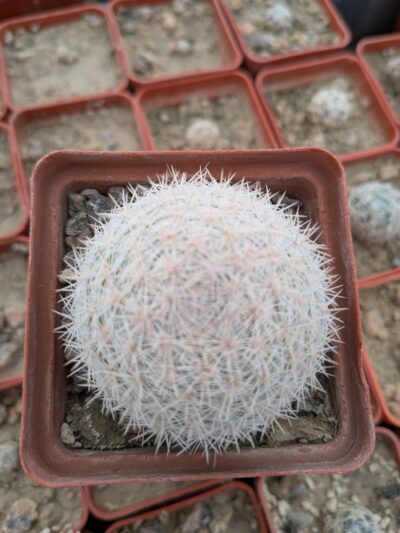 Mammillaria candida - Зображення 2