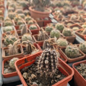 Setiechinopsis mirabilis