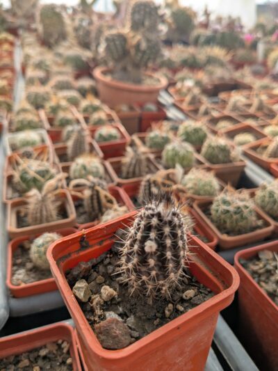 Setiechinopsis mirabilis