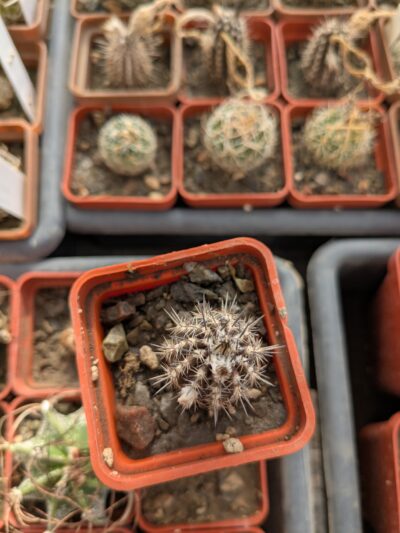 Setiechinopsis mirabilis - Зображення 2