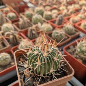 Stenocactus longispinus