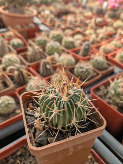 Stenocactus longispinus