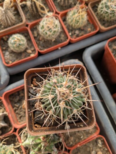 Stenocactus longispinus - Зображення 2