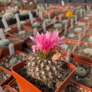Neoporteria coimasensis FR 473