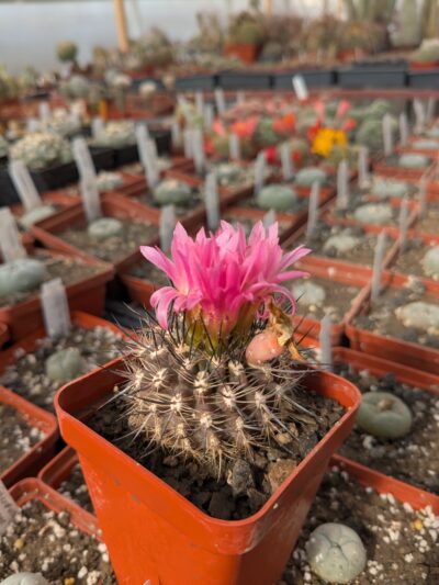 Neoporteria coimasensis FR 473
