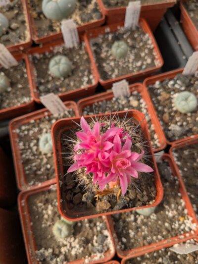 Neoporteria coimasensis FR 473 - Зображення 2