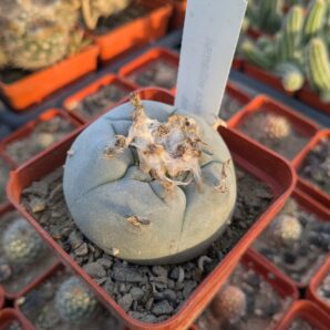 Lophophora williamsii v. texana